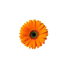 A close-up shot of a bright orange gerbera daisy flower with a detailed and vibrant appearance.