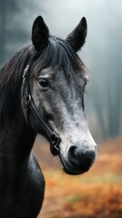 Obraz premium Majestic black horse standing gracefully in a misty forest during early morning hours