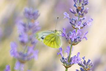 Schmetterling Rapsweißling (Pieris napi) an der Blüte des Lavendels 