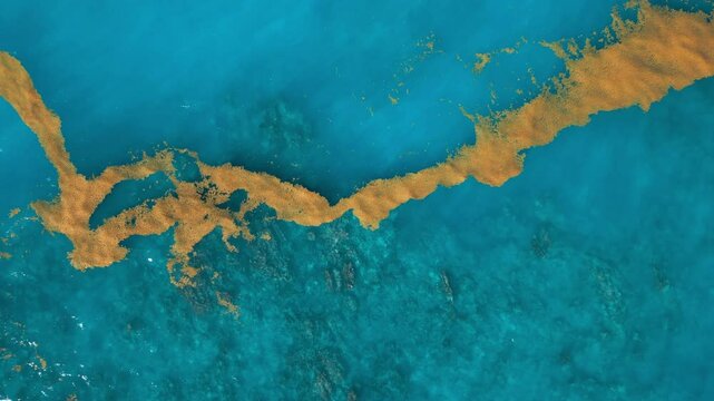 Sargassum seaweed in the turquoise Atlantic Ocean. Top view