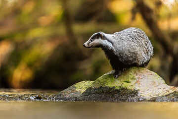 European badger (Meles meles) in the natural landscape © michal