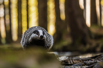 European badger (Meles meles) in the forest natural landscape © michal