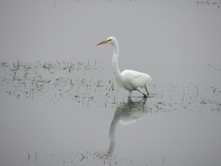 a white heron wades thru the marsh