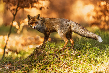 little young red fox (Vulpes vulpes) in a colourful, beautifully natural landscape
