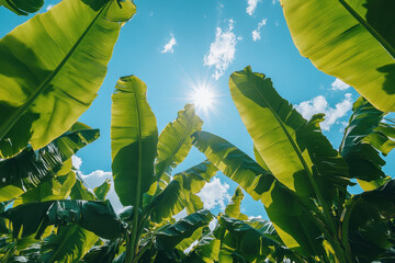 Rows of banana plants in a sunlit plantation.