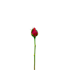 Fototapeta premium A close-up view of a vibrant red rose bud on a green stem against a black background.