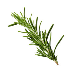 Fototapeta premium Fresh rosemary sprig isolated on white background