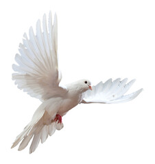 White Dove in Mid-Flight with Wings Fully Spread on Isolated Background