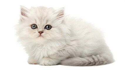 Domestic White Cat PNG