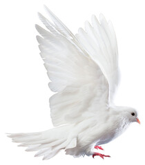 White Dove in Mid-Flight with Wings Spread Gracefully on White Background