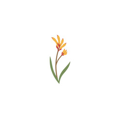 Colorful flat icon of kangaroo paw flower with no white