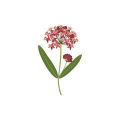  Colorful flat icon of milkweed flower with no white