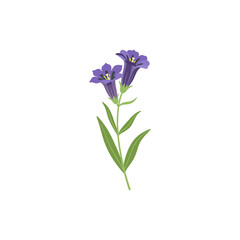  Colorful flat icon of prairie gentian flower with no white