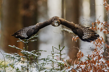 common buzzard (Buteo buteo) flying through the forest in the winter natural landscape