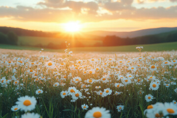 Field blooming with colorful dai dai dai dai dai dai dai dai dai dai dai dai dai dai dai dai dai.