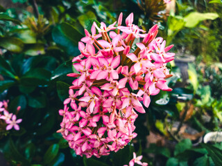 Jungle Geranium or Ixora flower, tropical plant. This one has red colour and also has sweet taste...