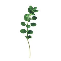 Oregano sprig with small green leaves, isolated vector illustration on transparent background
