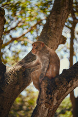 A monkey is comfortably sitting on a tree branch up high