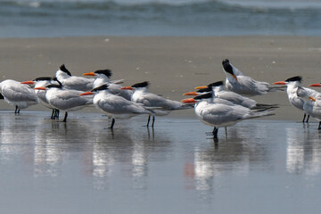  A group of terns with orange beaks stands along the shoreline, reflected in the wet sand. The birds are poised by the calm ocean water, typical of coastal wildlife.