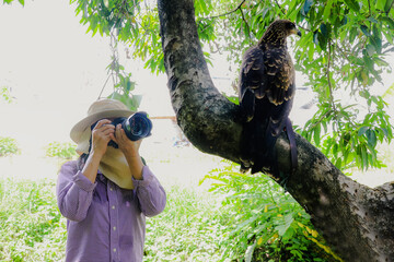 Asian female senior studying the photography black eagle tied rope branch with camera and telephoto lens at close range : Female nature photographer and wildlife conservationist concept.