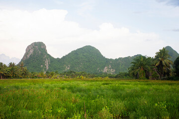 View landscape paddy rice field and Khao Ok Thalu mountain or Mount Oak Thalu on meadow and...