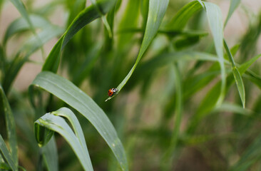 A red ladybug sits on tall grass in a wheat field, close-up.