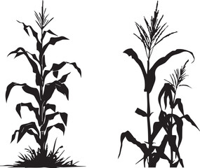 Silhouette growing corn with leaves of vegetable harvest vector black and white  © AP vector & Png