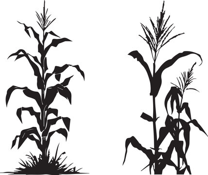 Silhouette growing corn with leaves of vegetable harvest vector black and white 