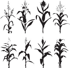 Silhouette growing corn with leaves of vegetable harvest vector black and white  © AP vector & Png
