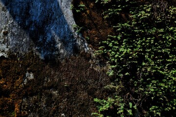 Natural background, Natural Fern Growing on Moss Covered Rock Wall in Sunlight