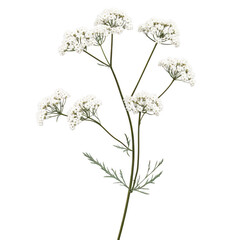 Delicate queen anne's lace blooms with slender stems and leaves on transparent background