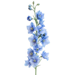 Delphinium flower stem with blue petals and buds, floral element on transparent background