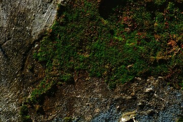Natural background, Natural Fern Growing on Moss Covered Rock Wall in Sunlight
