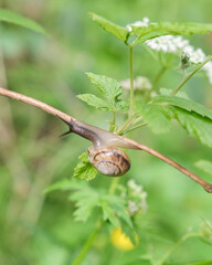 A snail crawls slowly across fresh green grass in spring.