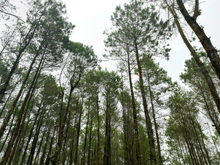 Fototapeta premium Series of pine trees jungle, tall tropical pine trees or conifer with other mountain trees in the woods.