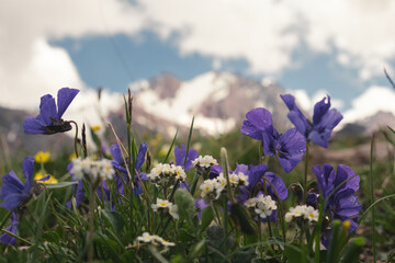 Landscape with an alpine meadow full of colorful wildflowers that bloom in the summer in the highlands beneath snow-capped mountains and glaciers.