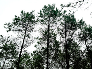 Series of pine trees jungle, tall tropical pine trees or conifer with other mountain trees in the woods.