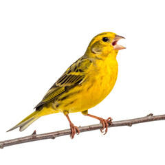 Songbird in Mid-Chirp on Branch, High-Resolution PNG of a Canary for Wildlife and Spring Artwork.