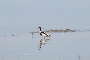 The shelduck, or atayka, Tadorna tadorna is a large waterfowl of the duck family, on a lake in the Almaty region of Kazakhstan