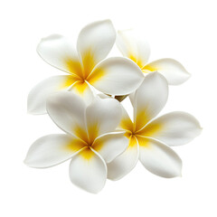 Fototapeta premium white frangipani flowers isolated on transparent background, clipping path, png file.