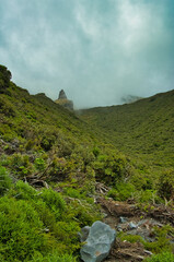 Sub-alpine vegetation on the slopes of volcano Mount Taranaki, North Island, New Zealand. In the distance the rocky outcrop Humphries Castle

