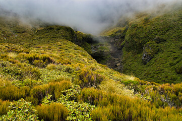 Misty volcanic crag with subalpine vegetation along the Holly Hut Track, above the tree line on the...