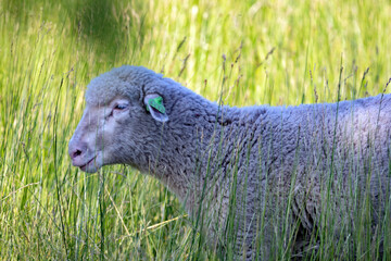 sheep in the grass