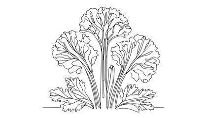 Continuous one single minimal line drawing Kale Vegetables