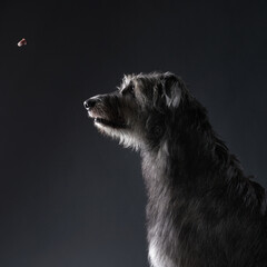 A Scottish Deerhound with a wiry coat attempts to catch a treat in midair, its mouth slightly open. The dark background enhances the motion of the moment.