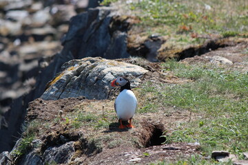 A closeup photo of an atlantic puffin, or Fratercula arctica, sitting on the side of a cliff along the shores of Elliston, in the Bonavista Peninsula, Newfoundland, Canada