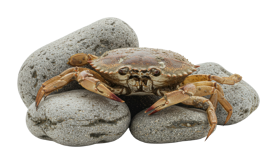 Crab encounter on rocky shore nature photography outdoor scene close-up view