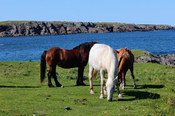 Three wild horses grazing off the rugged coast of the Bonavista Peninsula, on a beautiful sunny day in Newfoundland, Canada