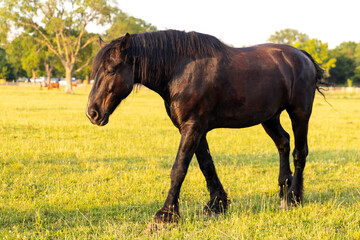 horse in the field