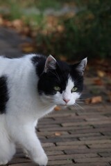 Black and White Cat on Brick Path- Close-up portrait